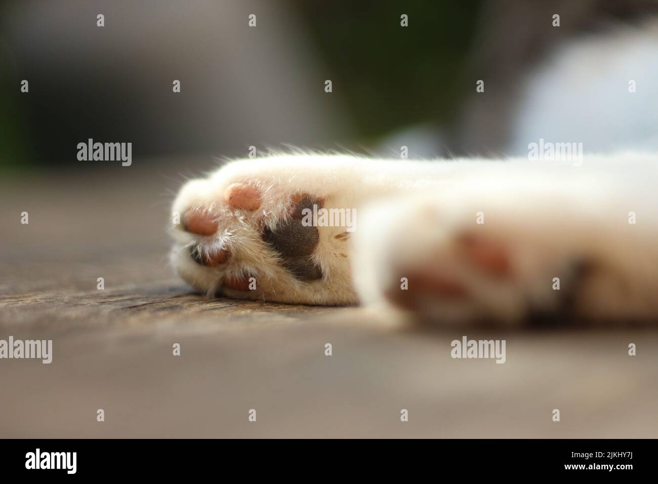 Eine Nahaufnahme der Hinterpfote der weißen Katze, die auf einem Holzboden liegt. Stockfoto