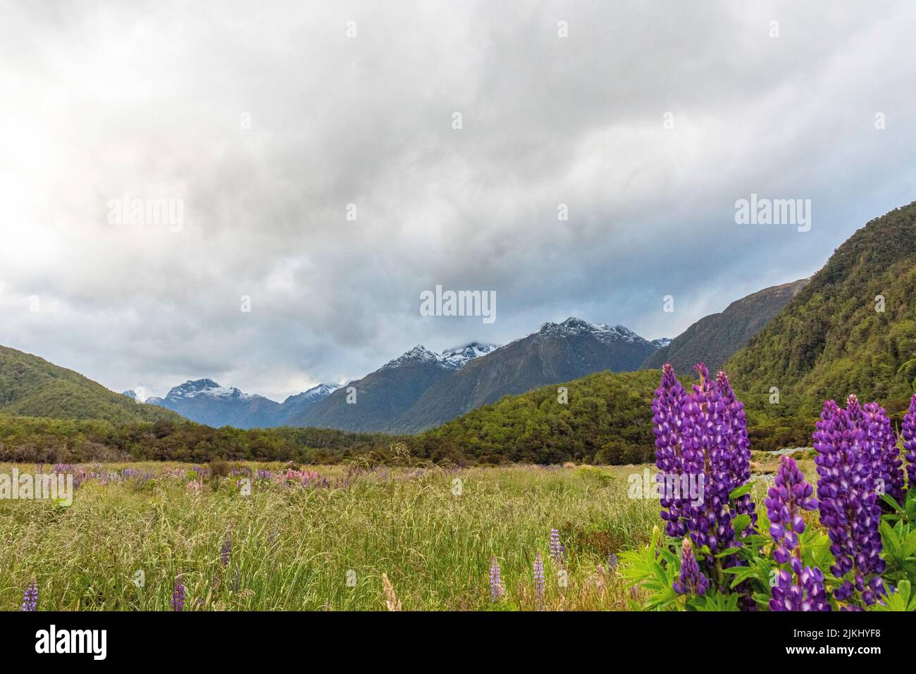 Arktische Lupinen blühen in den südlichen Alpen Neuseelands, im Süden von Südland in der Nähe von Milford Sound Stockfoto