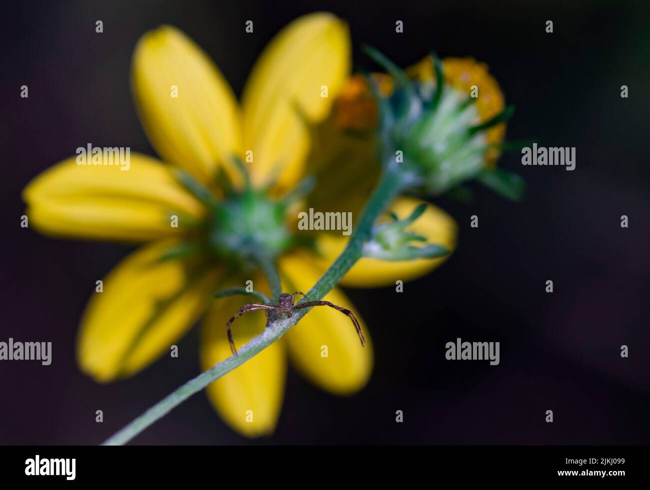 Eine Nahaufnahme einer Spinne auf einer gelben Blume in einem Garten Stockfoto