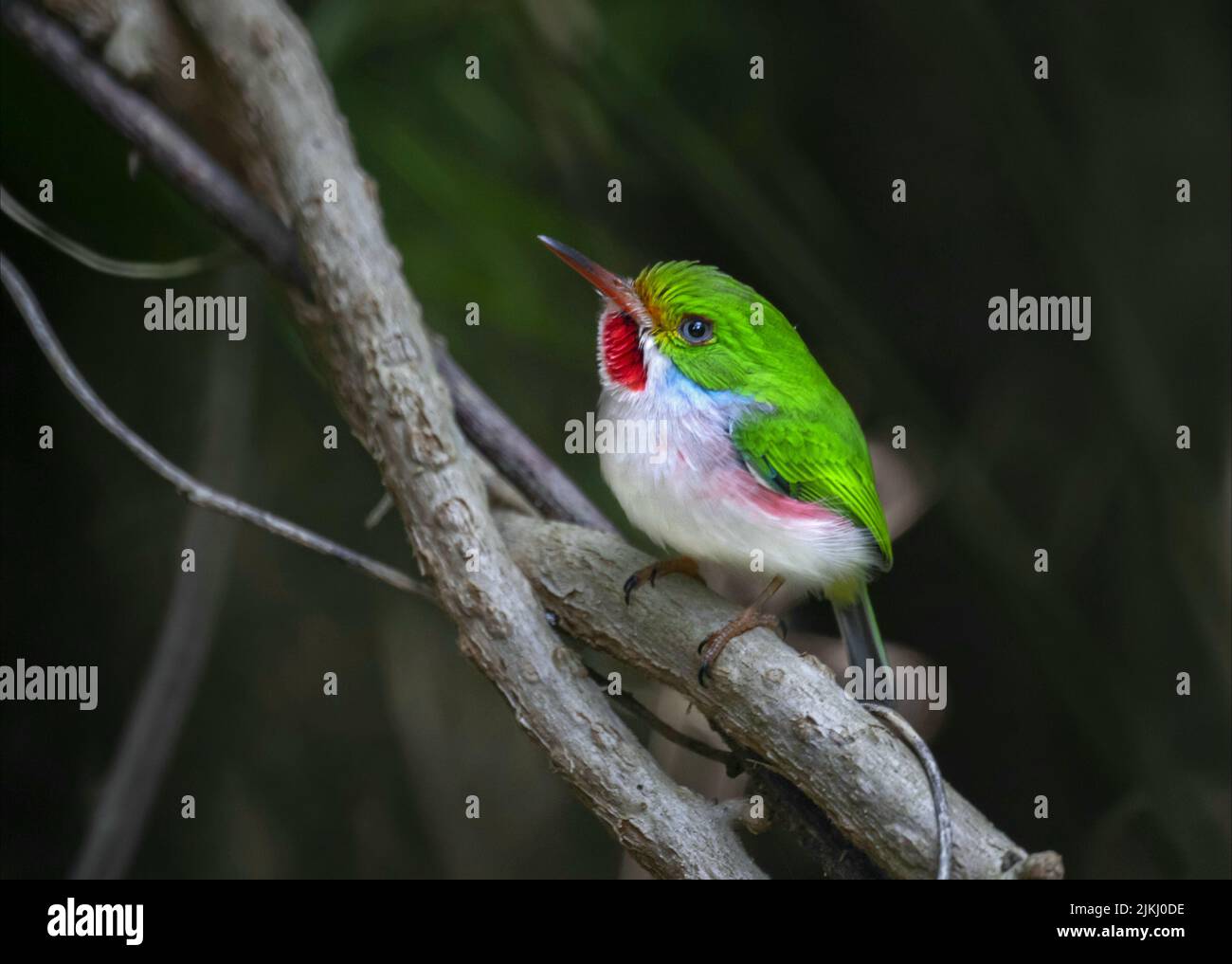 Eine Nahaufnahme eines niedlichen kubanischen Tody-Vogels auf einem Zweig in einem Wald Stockfoto