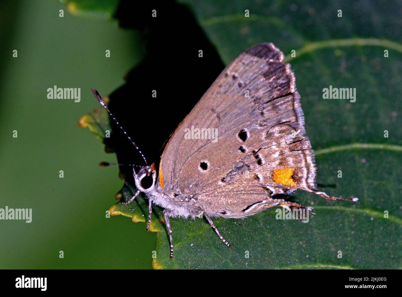 Eine Nahaufnahme eines Hairstreaks-Schmetterlings auf einem Blatt Stockfoto
