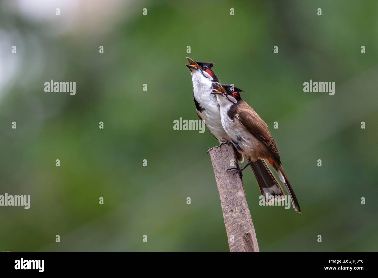 Eine selektive Fokusaufnahme von rot geflüsterten Bulbul-Vögeln auf einem Holzbalken Stockfoto
