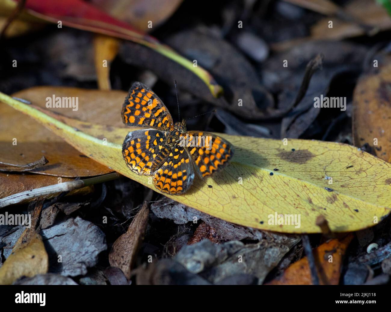 Eine Nahaufnahme eines Riodinidae-Schmetterlings, der sich auf einem Baumblatt niederließ Stockfoto