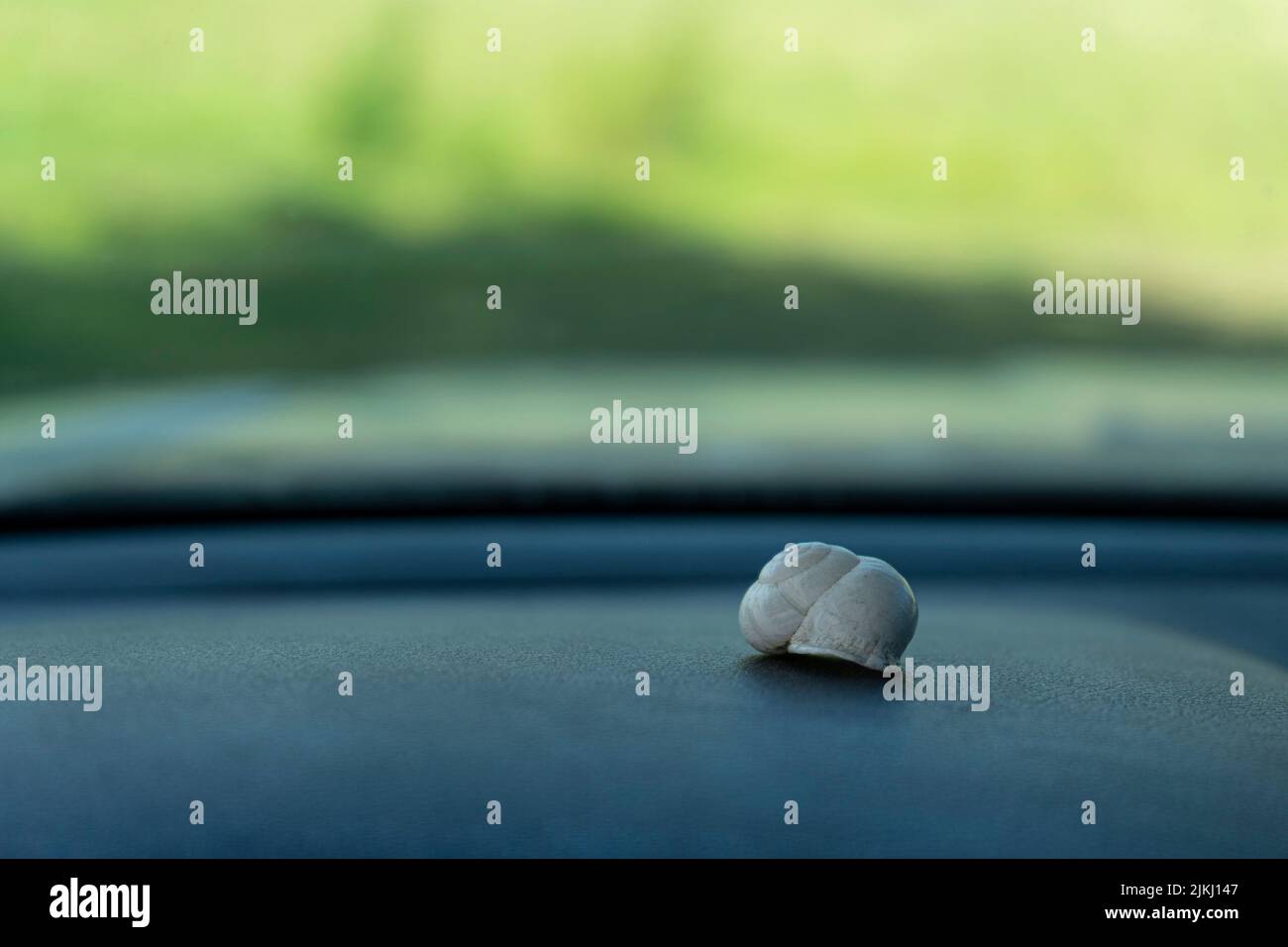 Eine Makro-Aufnahme mit flachem Fokus einer Schneckenschale auf einer grauen Oberfläche und einem unscharfen grünen Hintergrund Stockfoto