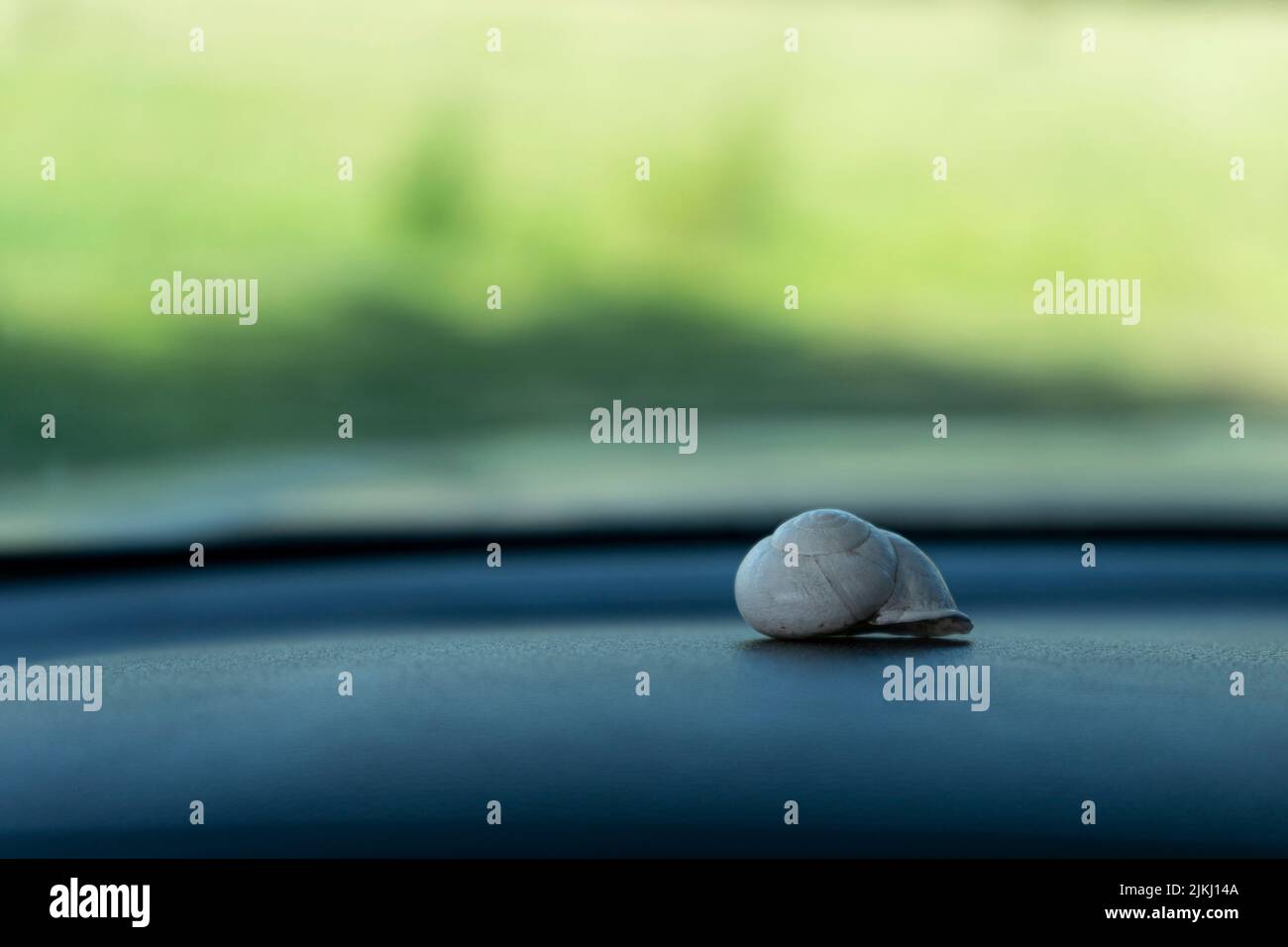 Eine Makro-Aufnahme mit flachem Fokus einer Schneckenschale auf einer grauen Oberfläche und einem unscharfen grünen Hintergrund Stockfoto