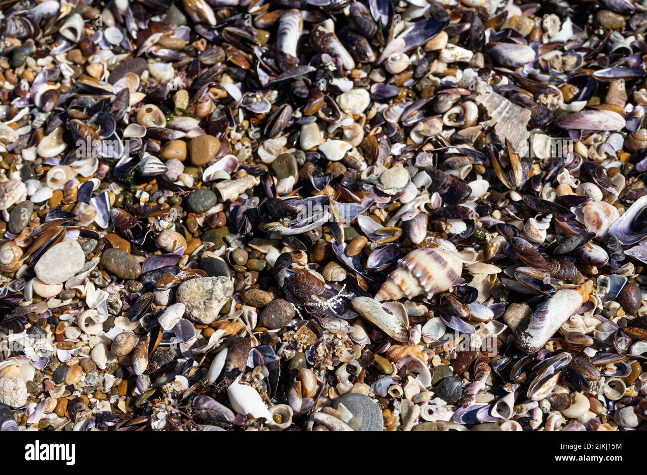 Nahaufnahme eines Strandhintergrunds mit Steinen, Muscheln und Algen. Hintergrund für Hintergrund Stockfoto