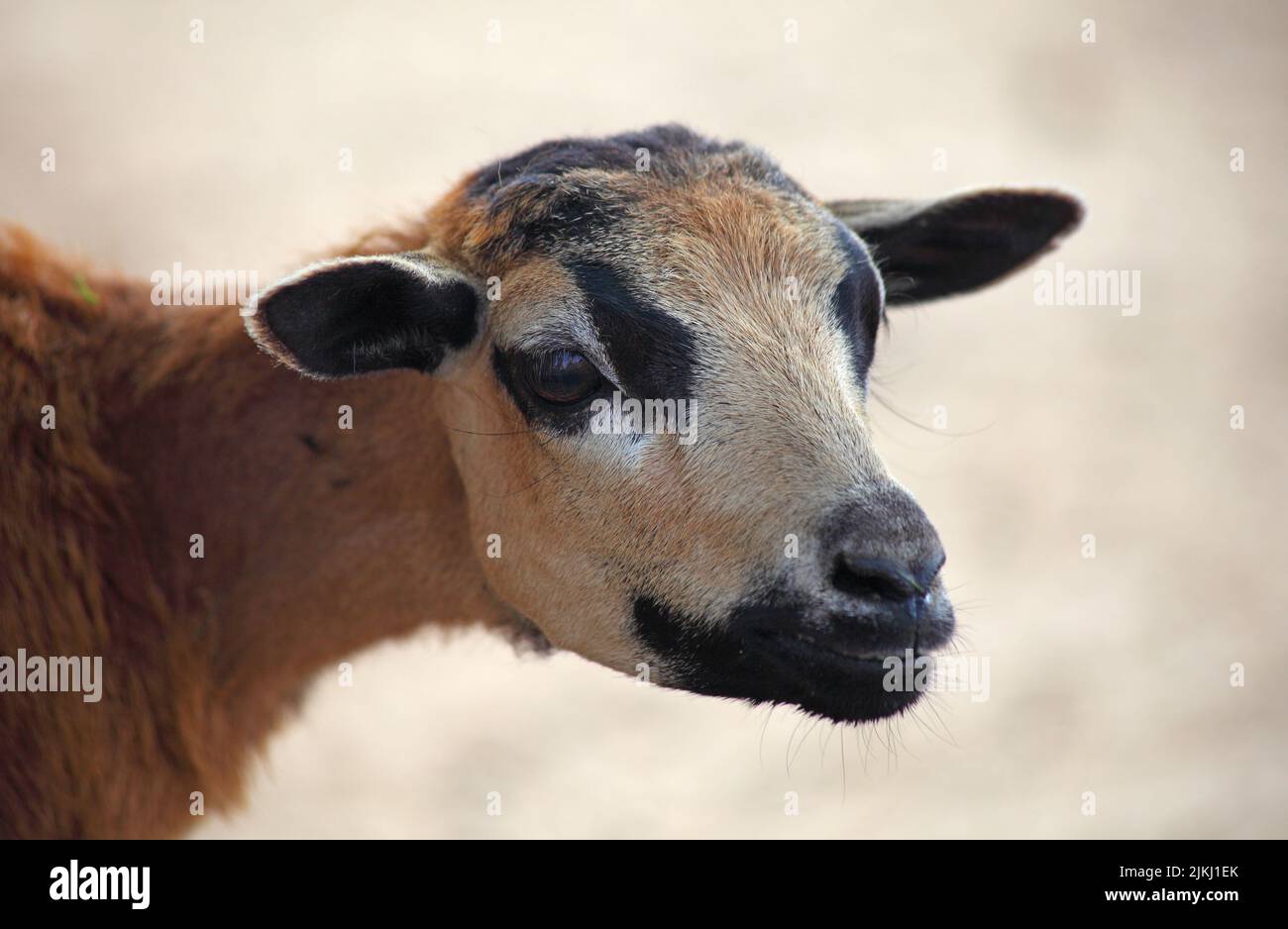 Ein Nahaufnahme-Porträt einer Ziege mit flachem Fokus Stockfoto