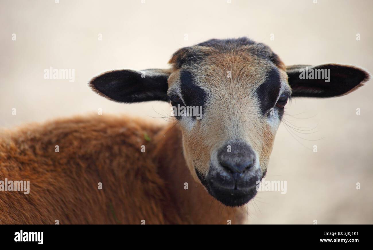 Ein Nahaufnahme-Porträt einer Ziege mit flachem Fokus Stockfoto