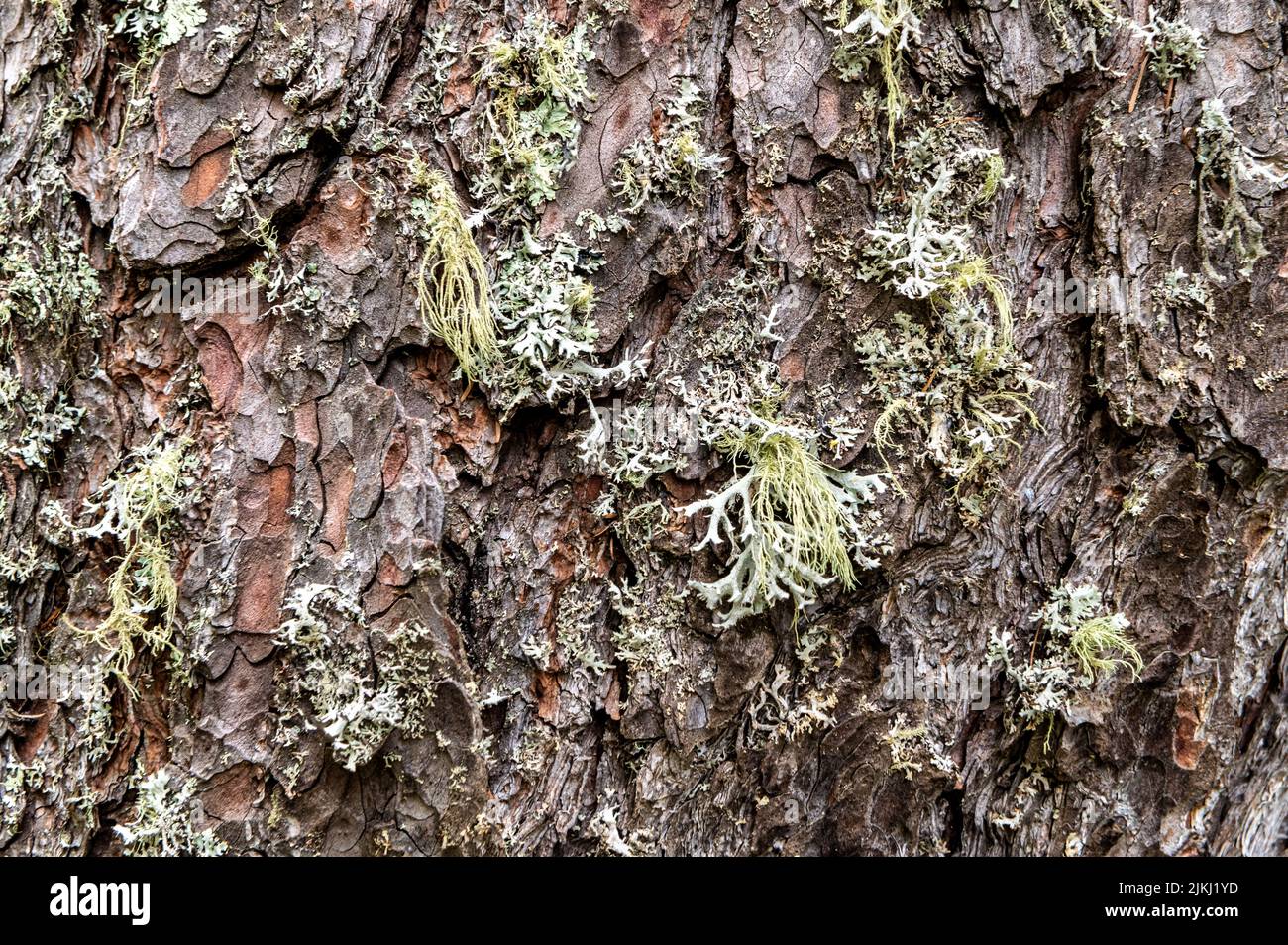 Ein Baum, der mit blättrigen Flechten und fruchtigen Flechten bedeckt ist. Parmotrema perlatum auf der oberen Rumpfhälfte Stockfoto