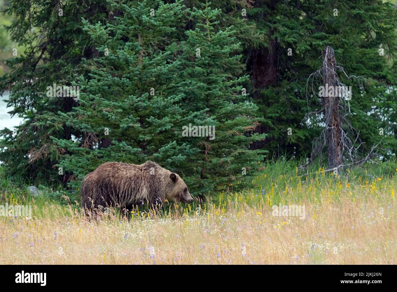 Grizzly Bear (Ursus arctos horribilis) zu Fuß entlang des Athabasca Flusses, Jasper Nationalpark, Alberta, Kanada. Stockfoto