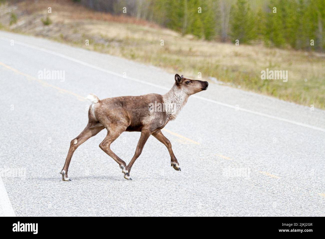 Nahaufnahme des borealen Waldes Karibu, der die Straße in der ländlichen Gegend überquert Stockfoto