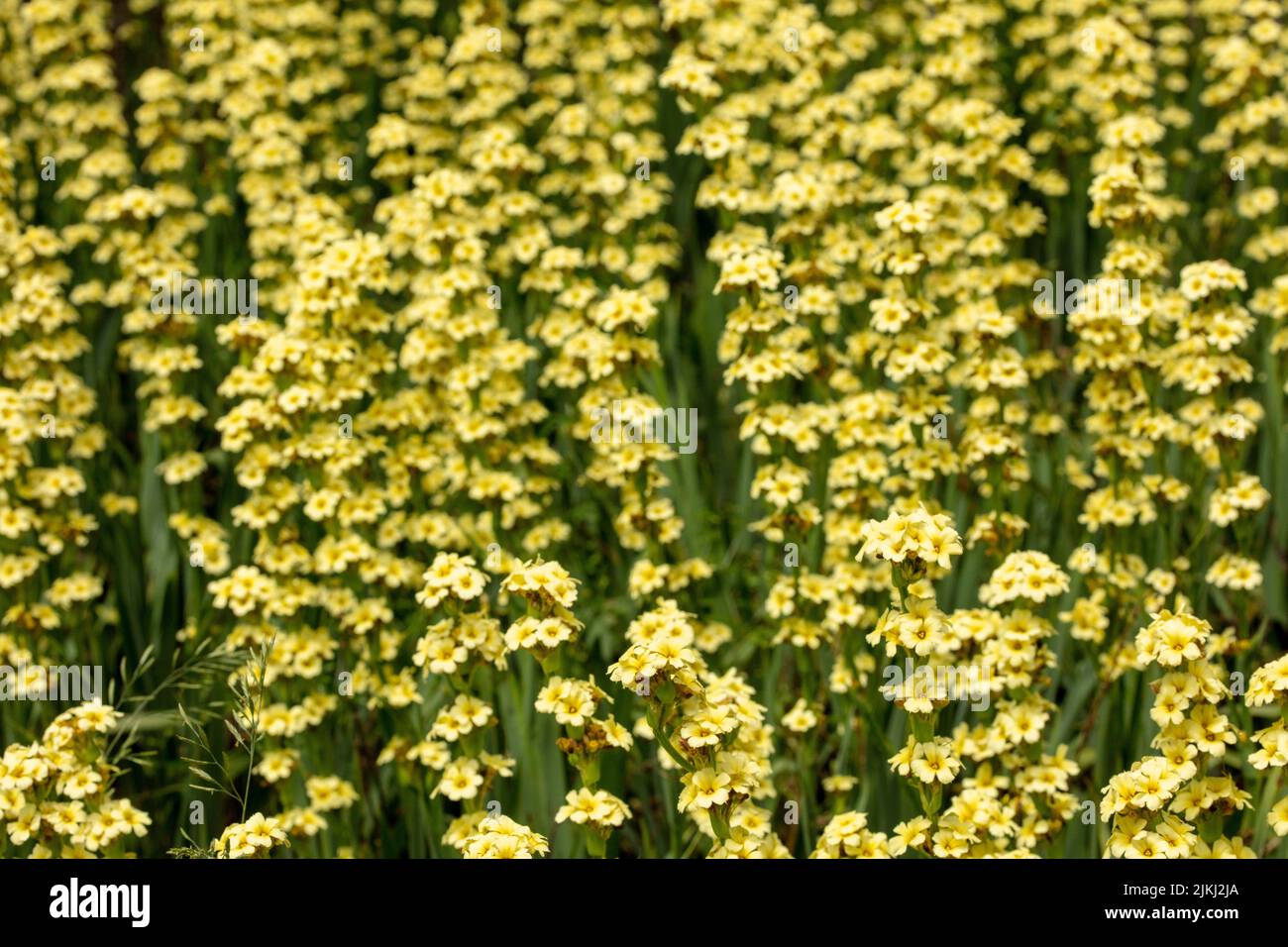 sisyrinchium-phaiophleps-nigricans-fotos-und-bildmaterial-in-hoher