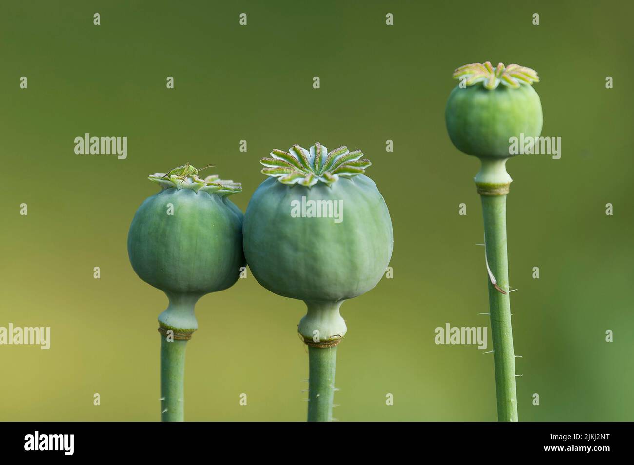 Grüne Samenkapseln von Ziermohn (Papaver), auf einer Kapsel sitzt eine kleine Heuschrecke, Deutschland Stockfoto