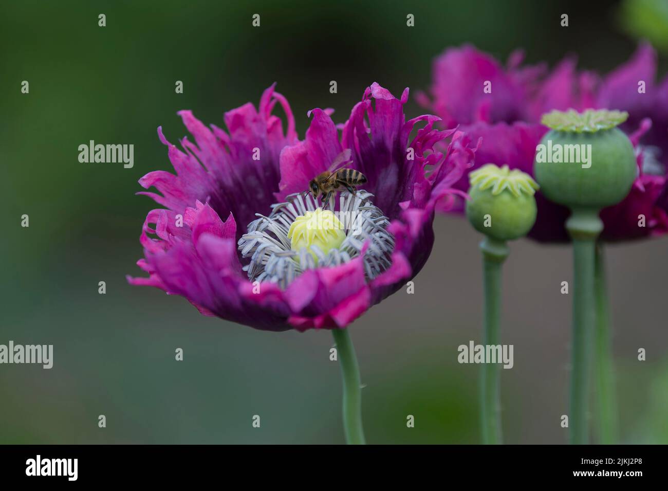 Eine Biene sammelt Pollen in einer violetten Blüte des Ziermohn (Papaver), Deutschland Stockfoto