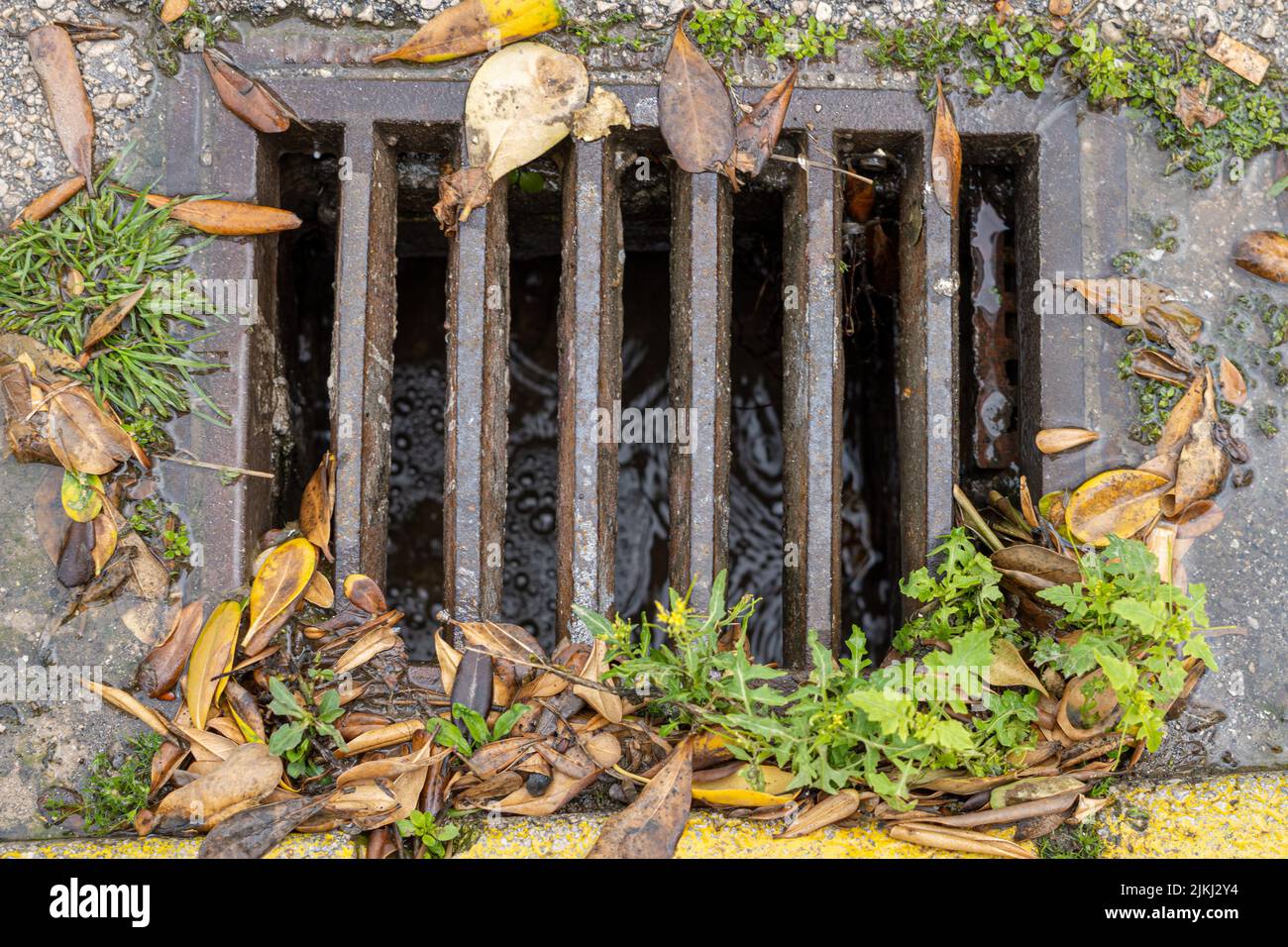 Der Regenwasserkanal war mit den Herbstblättern bedeckt Stockfoto