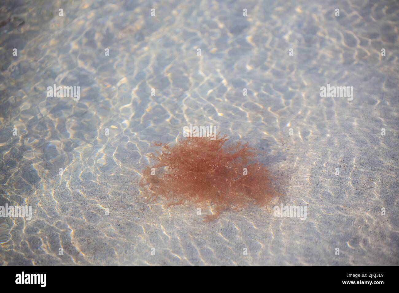 Eine Nahaufnahme der Rotalgen im sauberen Ozean Stockfoto