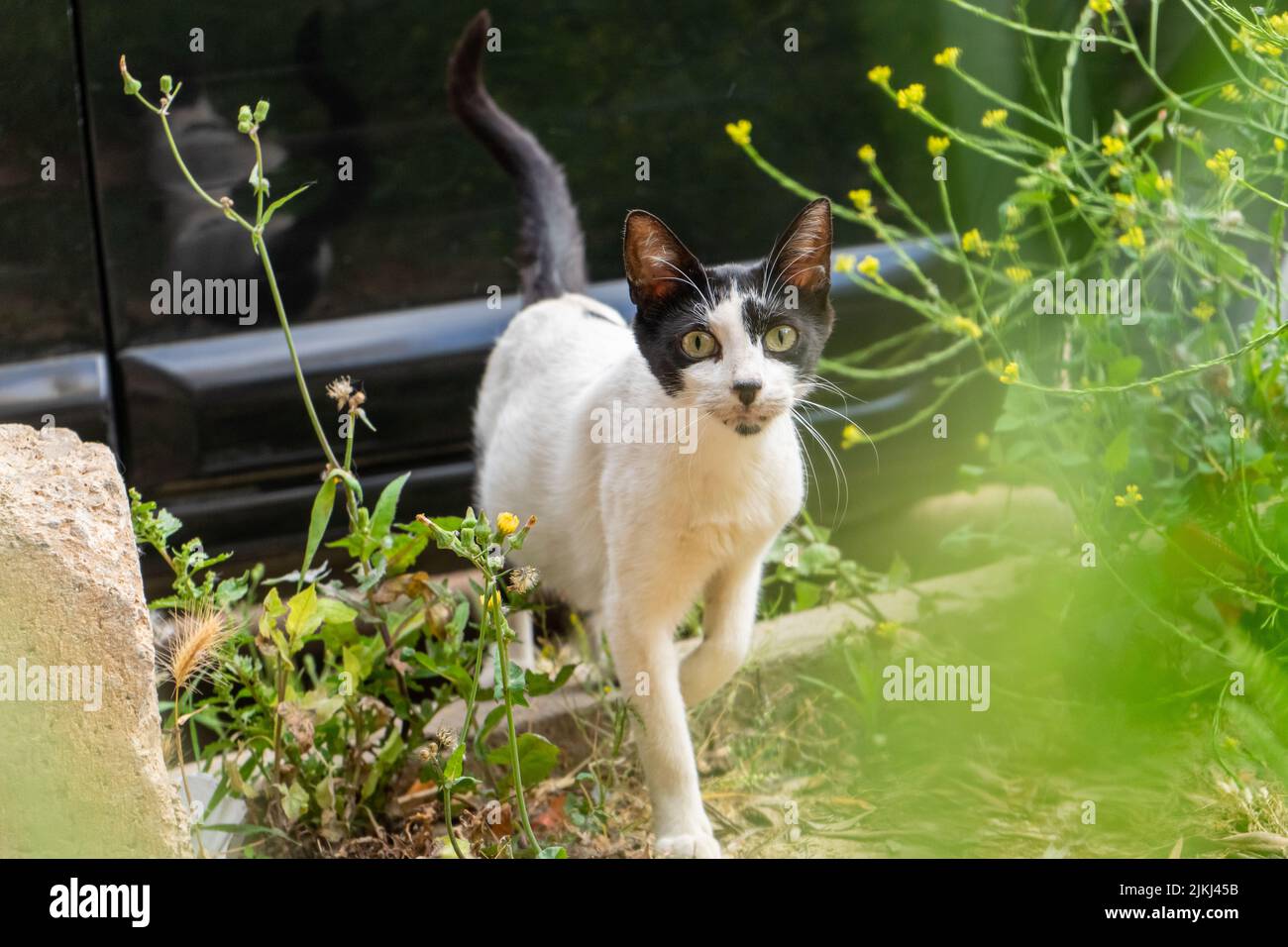 Straßenkatze, die die Kamera im Freien anschaut Stockfoto