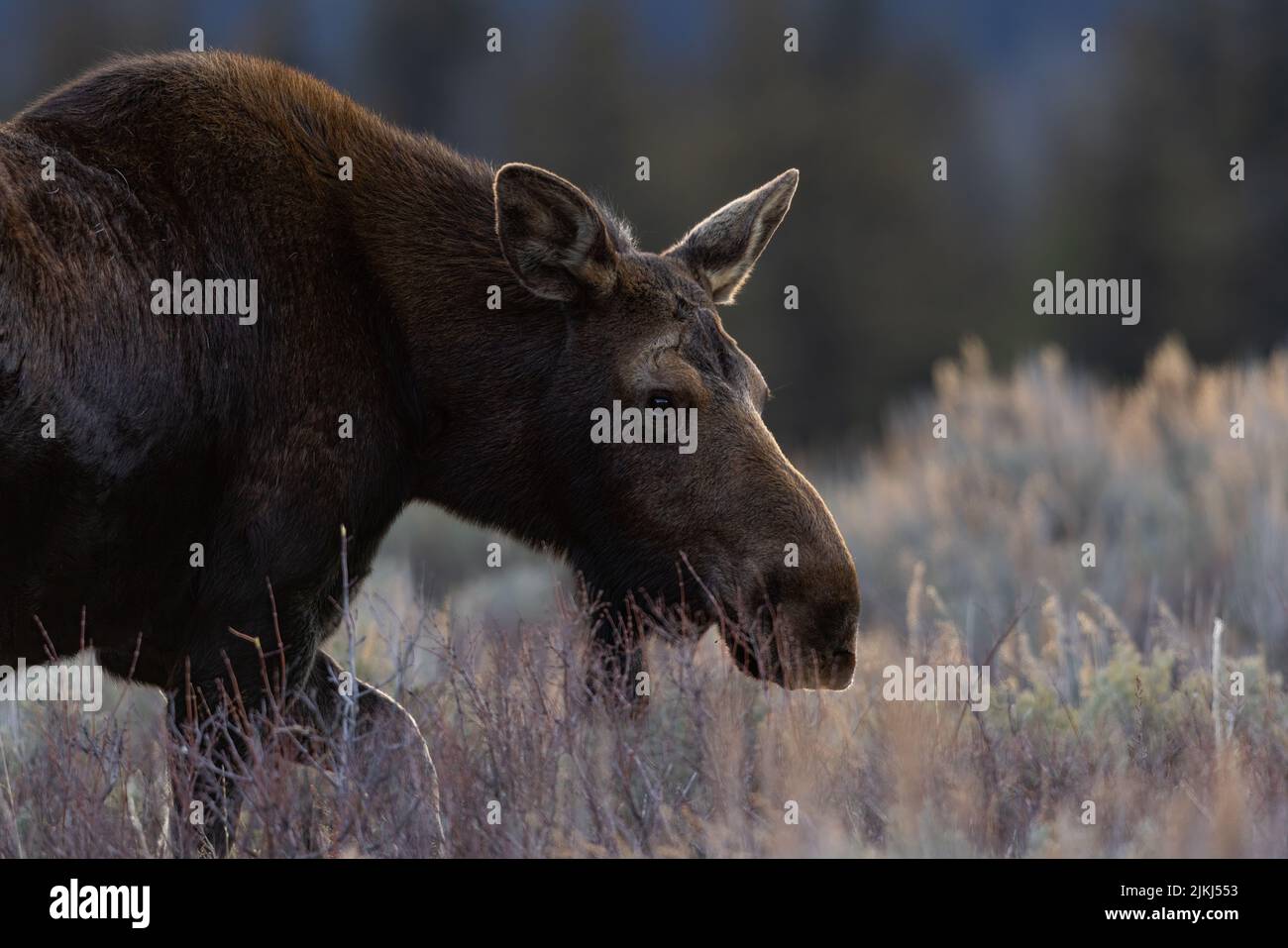 Ein Blick auf einen wunderschönen Elch in einem Grand Teton Nationalpark, USA Stockfoto