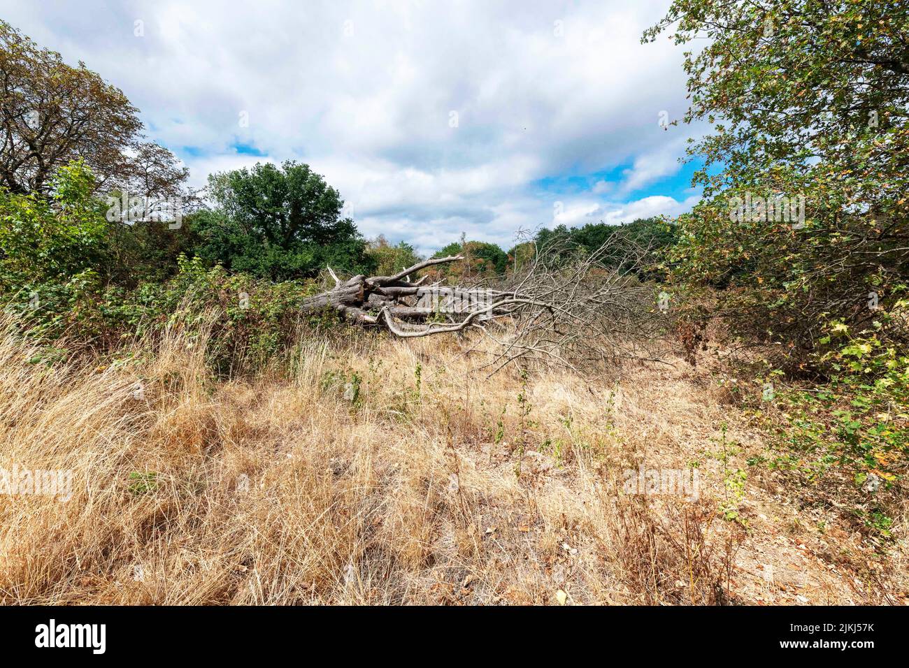 Ein toter Baum auf Barnes Common schoss während der Dürre, August 2022. London SW13. Stockfoto