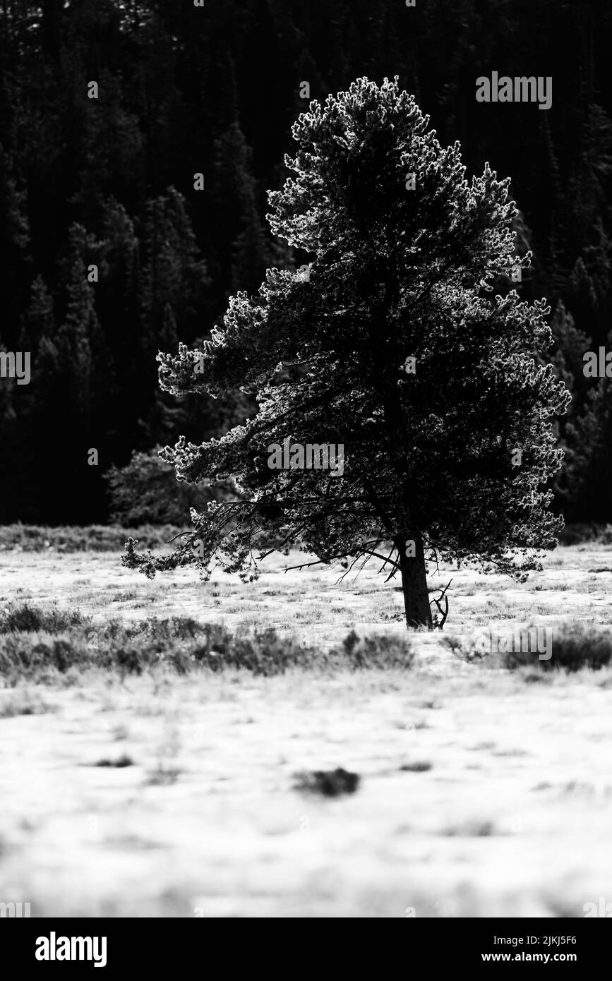 Eine Graustufenaufnahme von Raureif auf Bäumen im Grand Teton National Park Stockfoto