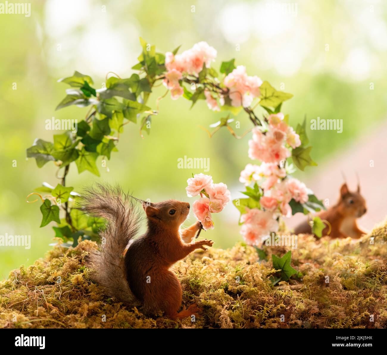 Rotes Eichhörnchen steht zwischen rosa Blüten Stockfoto