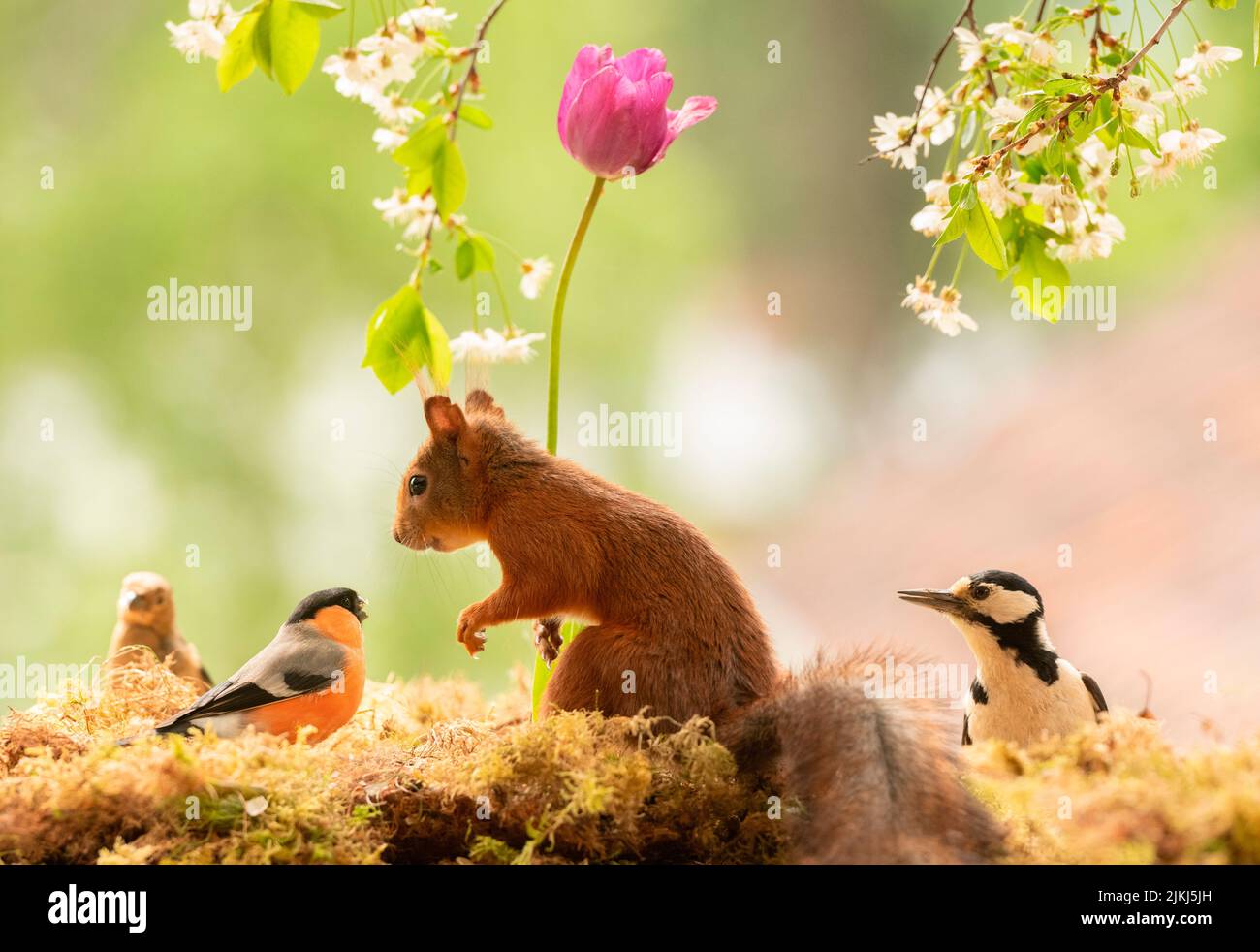 Rotes Eichhörnchen mit Tulpe, Specht und Gimpel Stockfoto