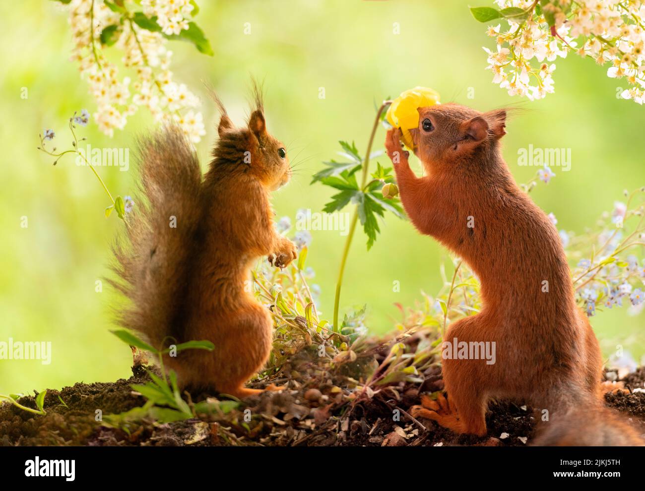Rote Eichhörnchen mit Globeflower Stockfoto