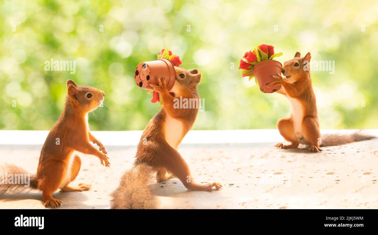 Rote Eichhörnchen mit Rosensträußen Stockfoto