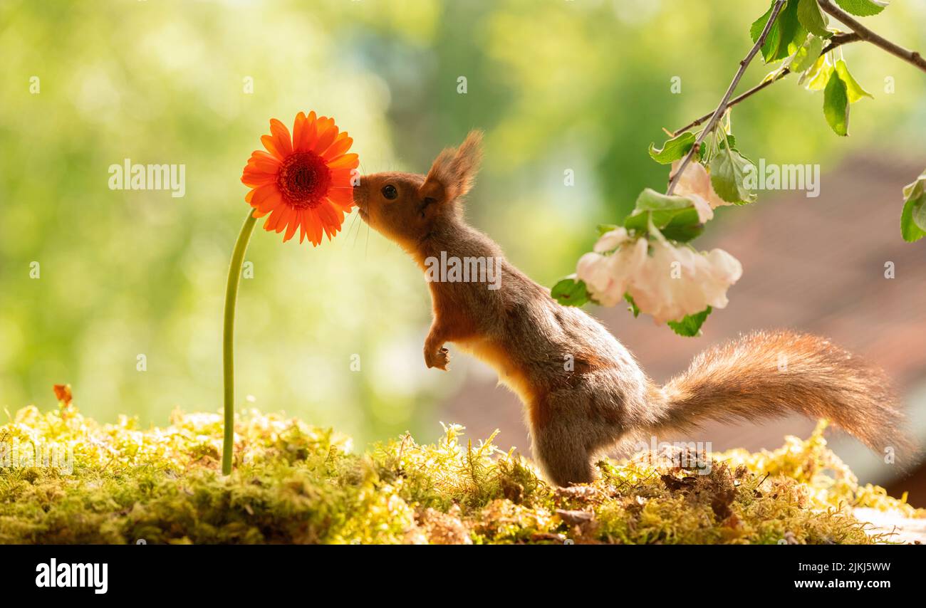Rotes Eichhörnchen mit einer Gerbera-Gänseblümchen Stockfoto