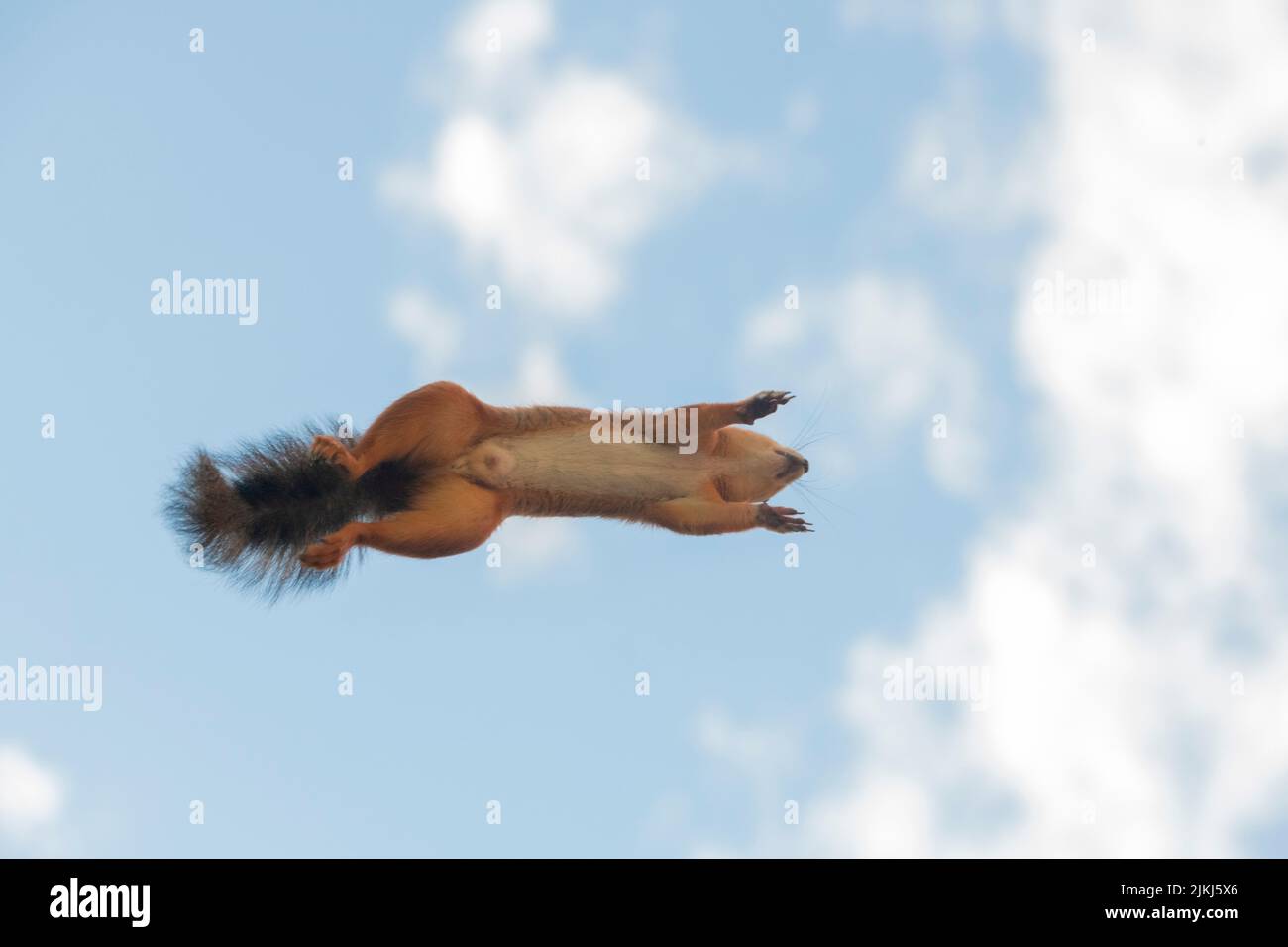 Red Squirrel springt in die Luft Stockfoto