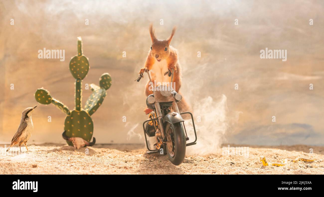 Red Squirrel steht auf einem Motorrad Stockfoto