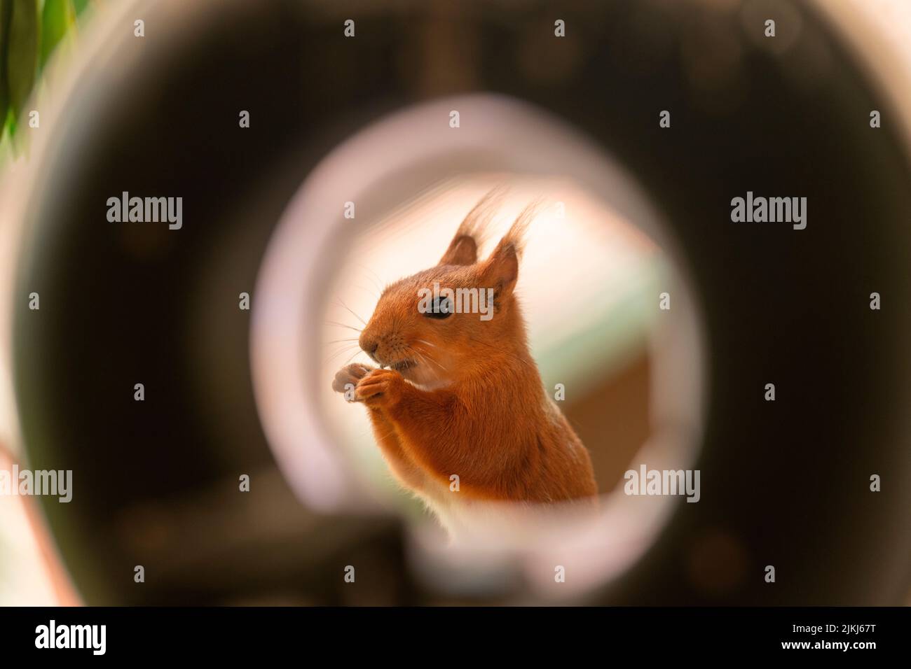 Red Squirrel Nahaufnahme in einem Rahmen Stockfoto