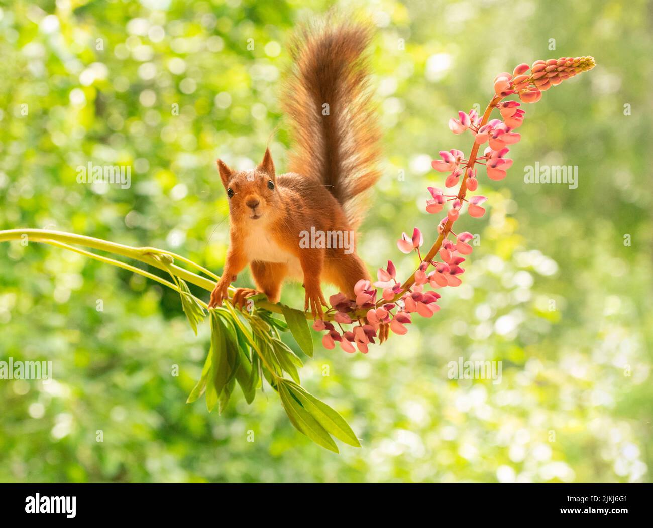 Rote Eichhörnchen stehen auf Lupinenblüten Stockfoto