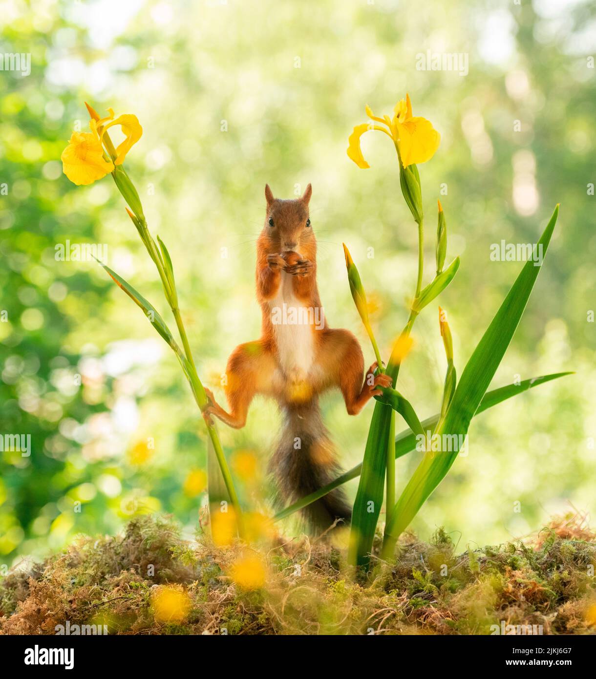 Rotes Eichhörnchen, das zwischen den Irisblüten steht Stockfoto