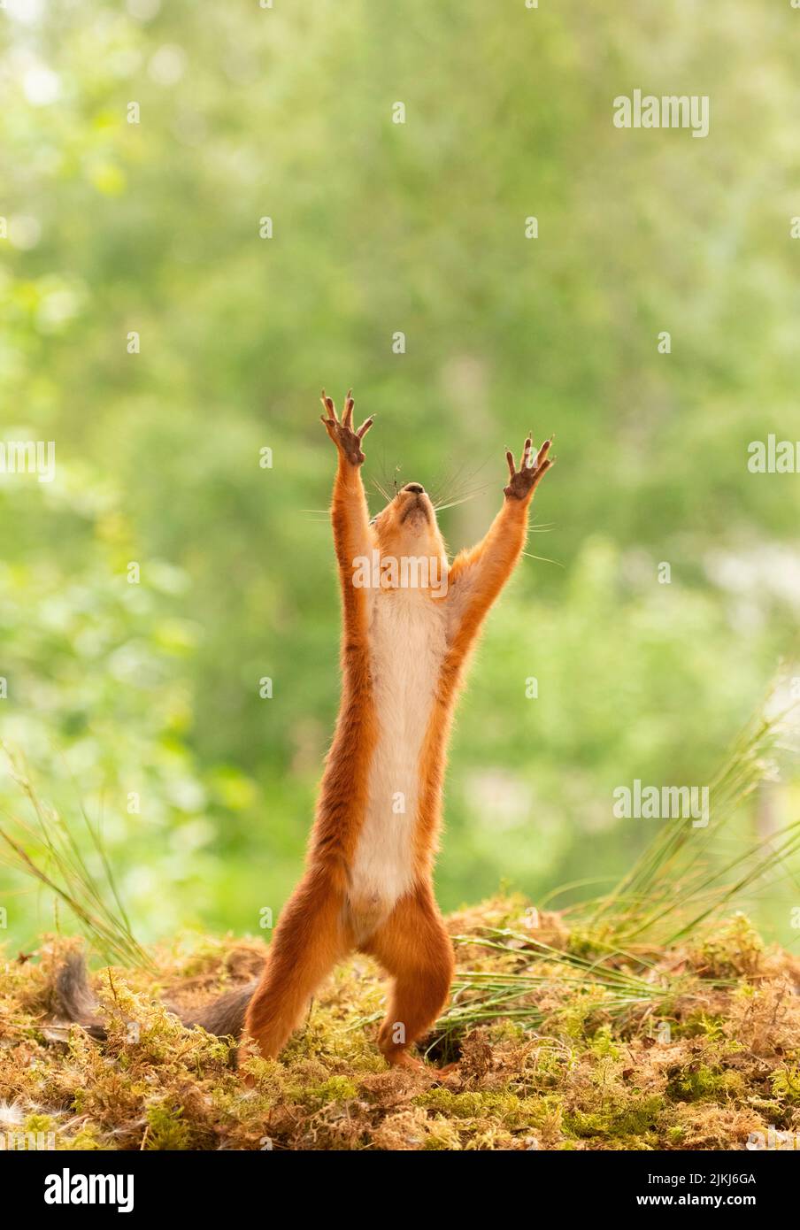 Das rote Eichhörnchen greift nach außen Stockfoto