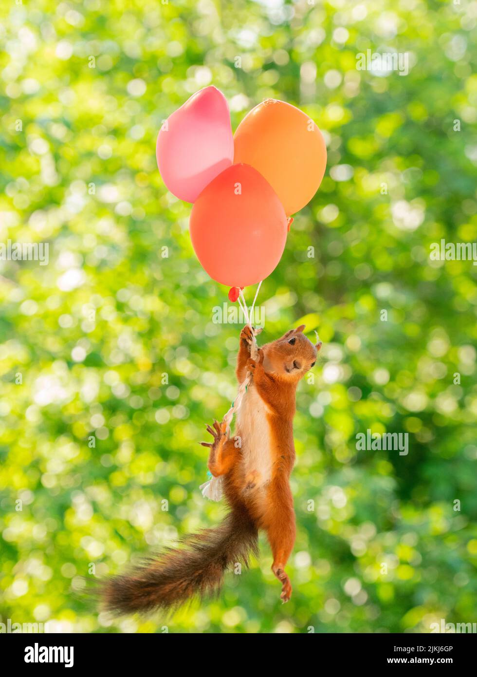 Rotes Eichhörnchen in der Luft mit Ballons Stockfoto