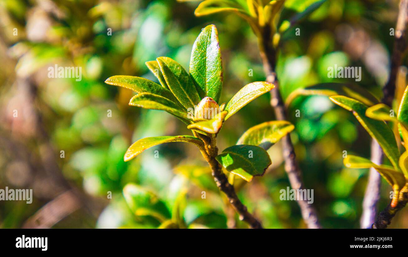 Eine Nahaufnahme der Blätter einer Pflanze im Sonnenlicht. Stockfoto