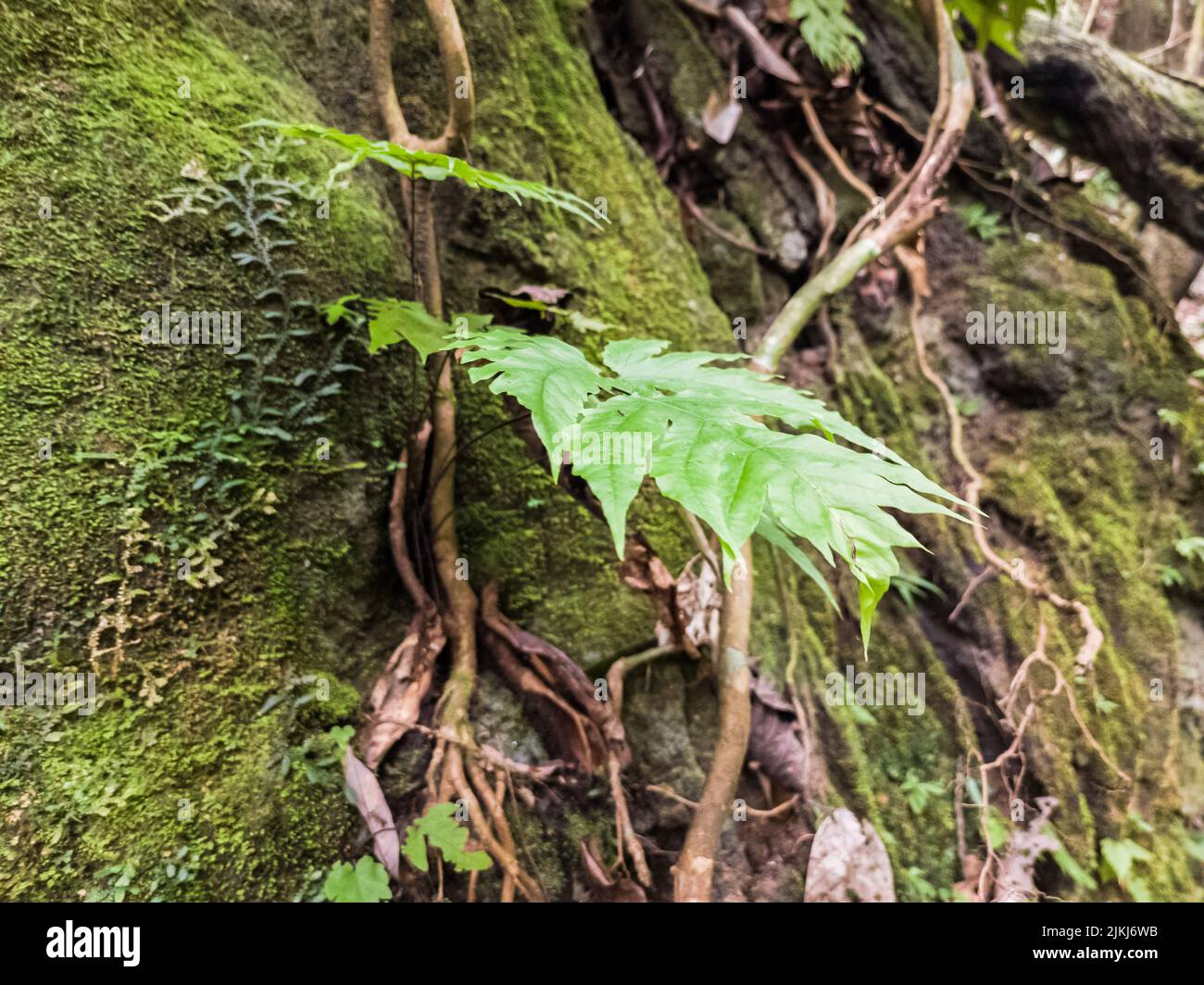 Nagelblätter, die schön in den Wäldern von Aceh, Aceh, Indonesien wachsen. Stockfoto