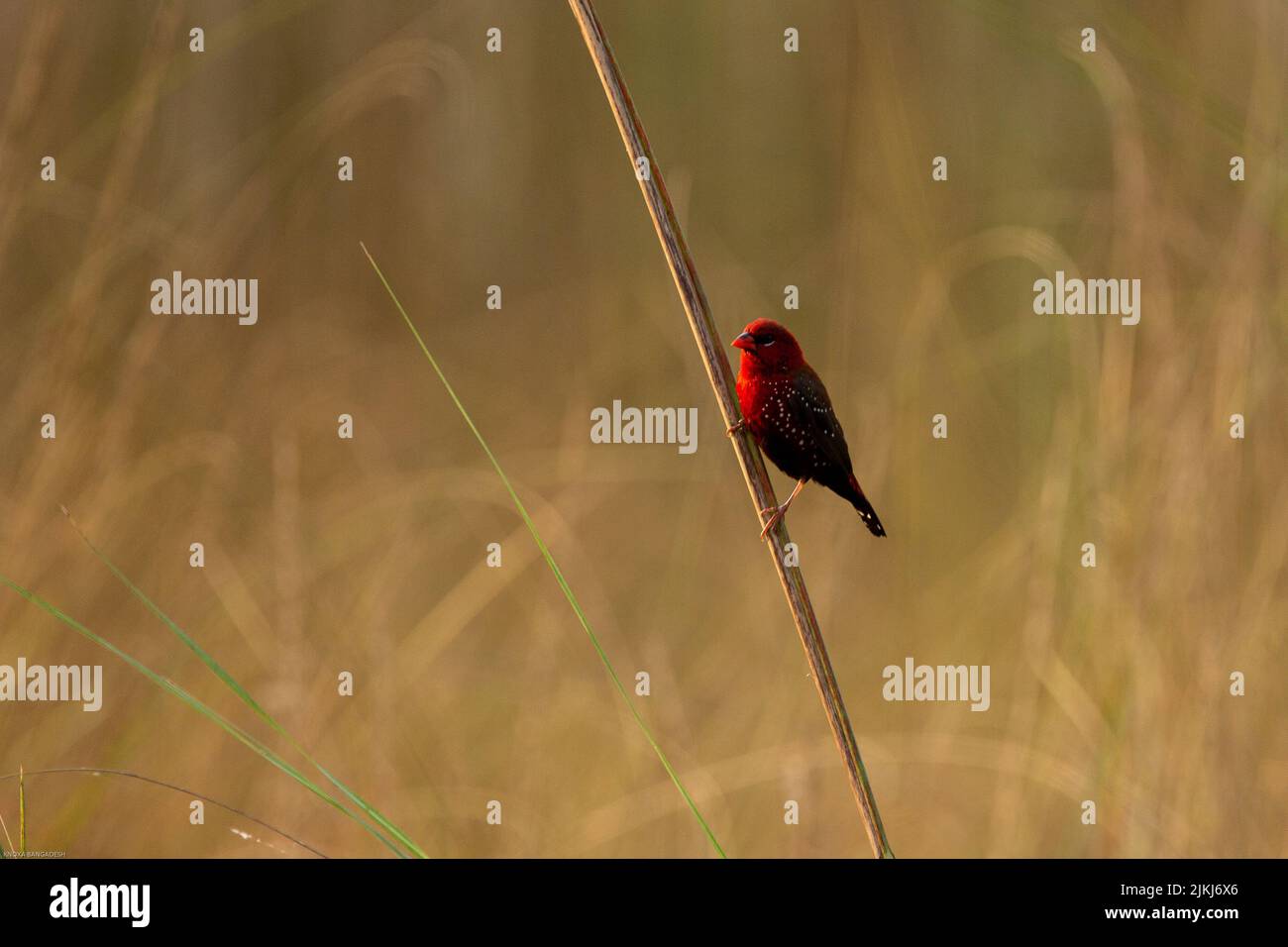 Ein selektiver Fokus einer Roten Avadavat (rote Munia), die auf einem Strohhalm thront Stockfoto