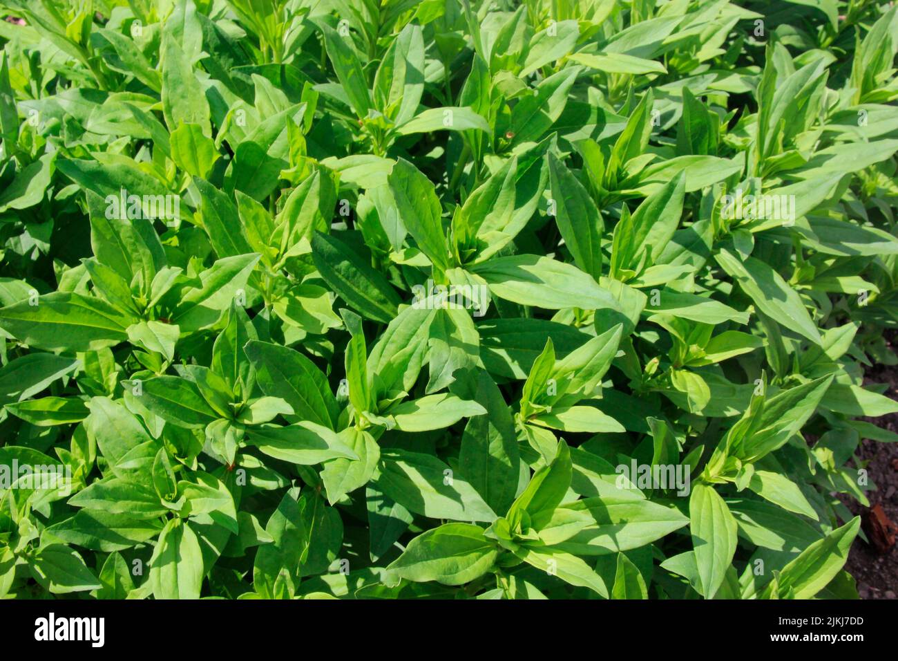 Soapwort als Heilpflanze für natürliche Medizin und Pflanzenheilkunde Stockfoto