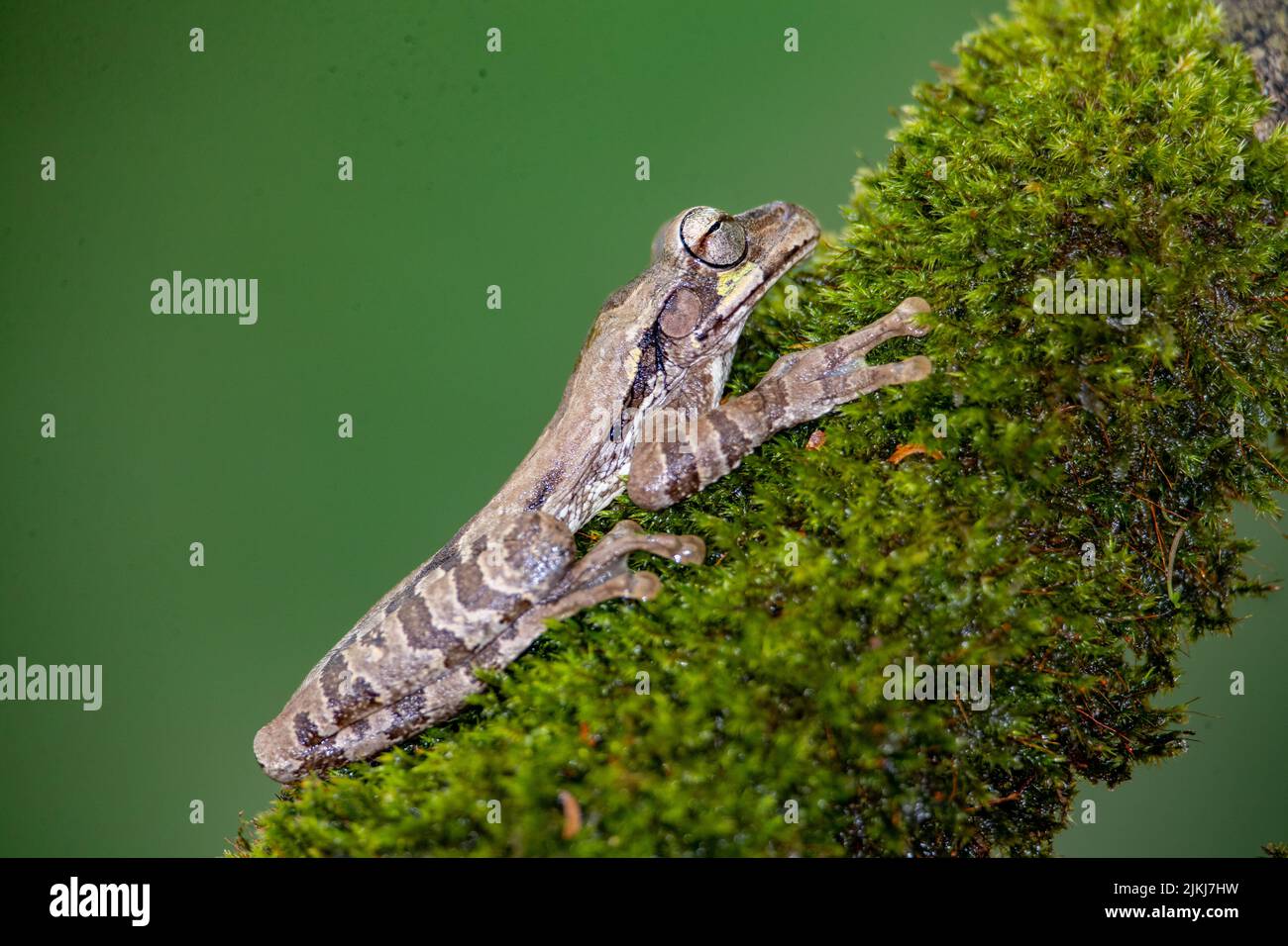 Nahaufnahme eines gewöhnlichen mexikanischen Baumfrosches auf grünem Hintergrund in Costa Rica Stockfoto