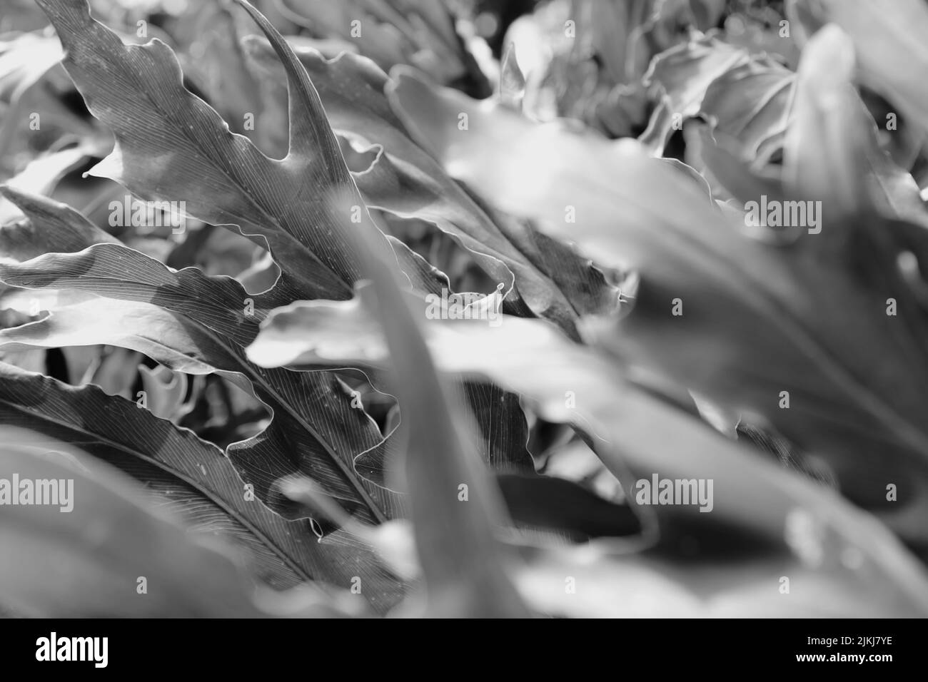 Eine selektive Graustufenaufnahme mit wunderschönen Gartenblumen Stockfoto