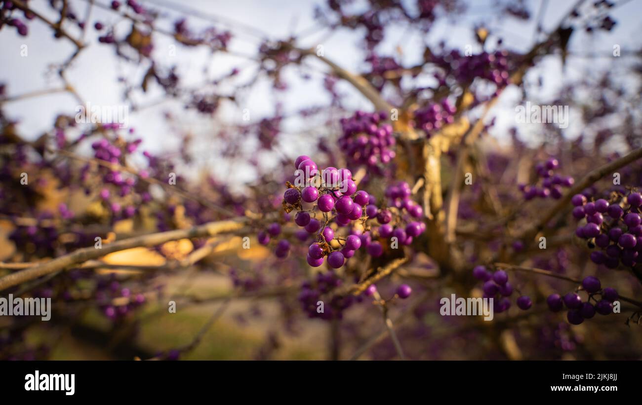 Ein flacher Fokus Aufnahme der schönen Herbstbeeren von Callicarpa bodinieri im Garten mit verschwommenem Hintergrund Stockfoto