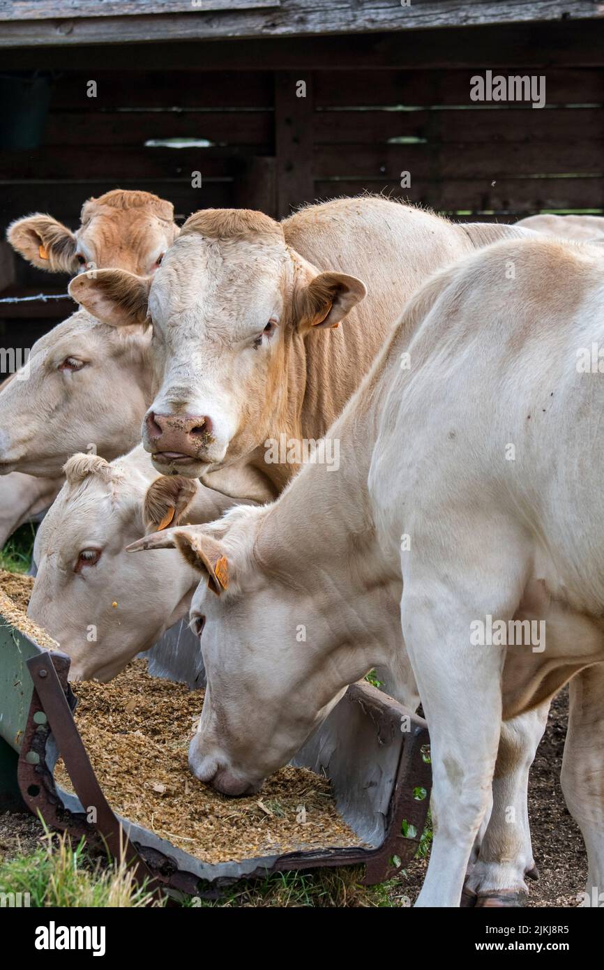 Herde von weißen Charolais-Kühen, französische Rasse von Taurinrinrinrindern, Essen Futter / Futter aus Trog / Krippe auf dem Feld Stockfoto