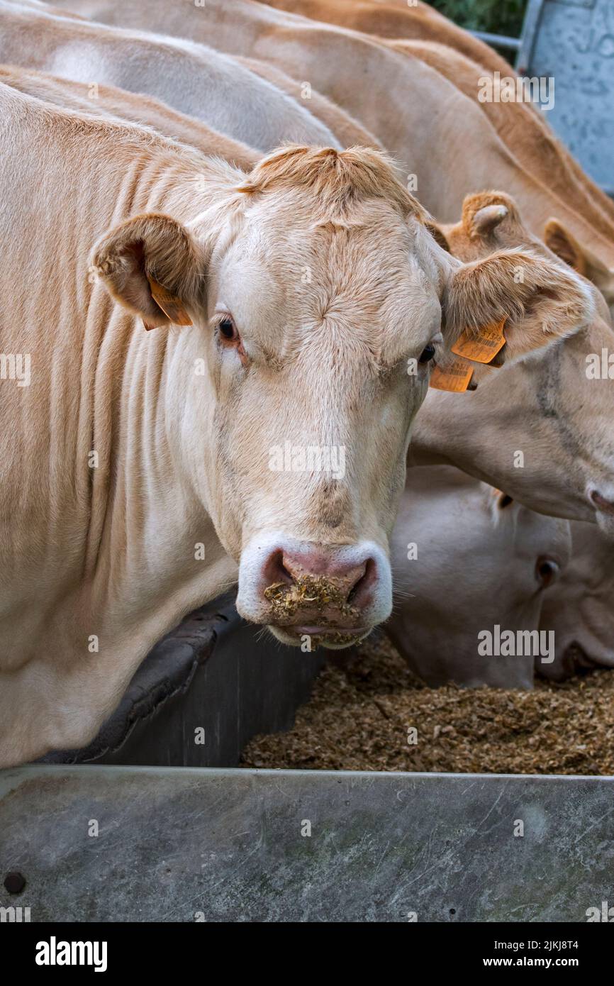 Herde von weißen Charolais-Kühen, französische Rasse von Taurinrinrinrindern, Essen Futter / Futter aus Trog / Krippe auf dem Feld Stockfoto