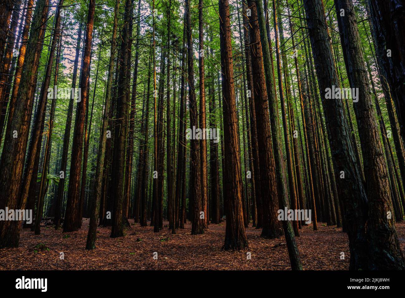 Eine schöne Aussicht auf hohe Bäume im Whakarewarewa Forest, in Rotorua, Neuseeland Stockfoto