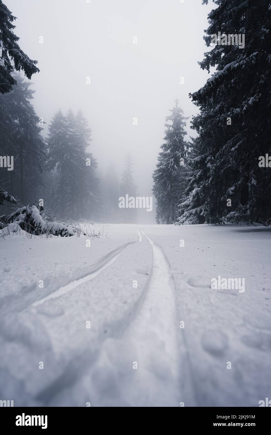 Eine wunderschöne Winterszene mit verschneiten Tannenbäumen im Wald Stockfoto