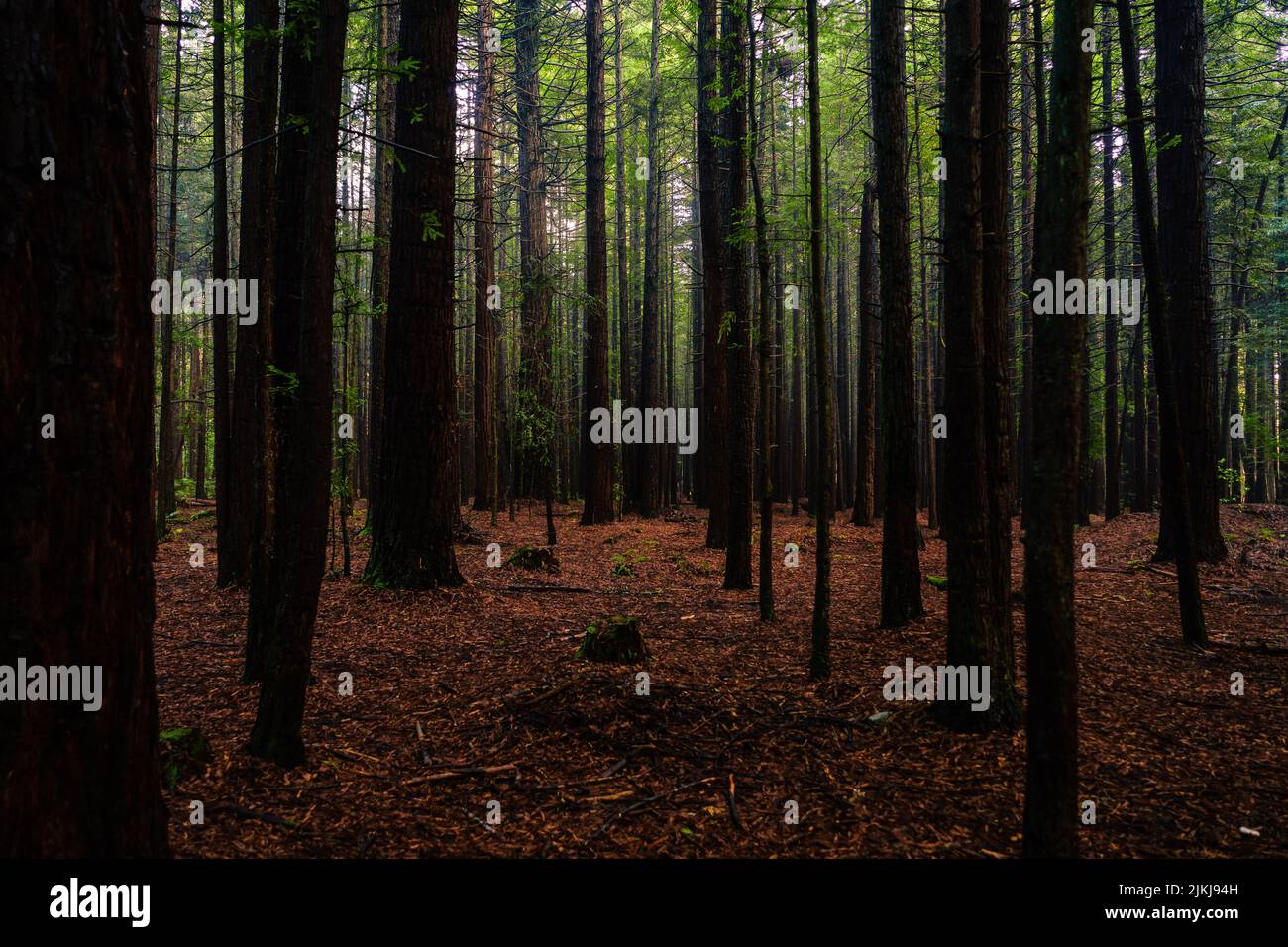 Eine schöne Aussicht auf hohe Bäume im Whakarewarewa Forest, in Rotorua, Neuseeland Stockfoto