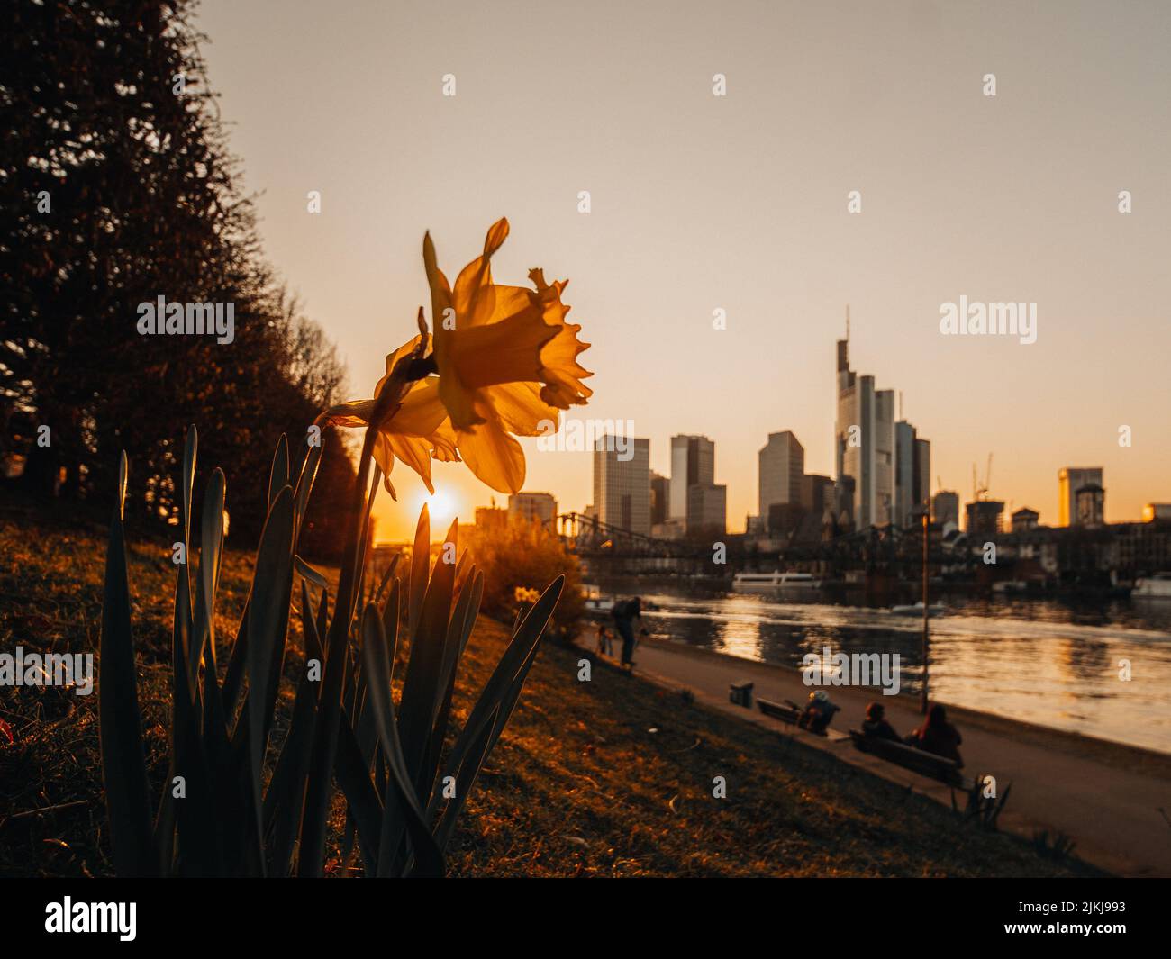 Eine Nahaufnahme von wilden Narzissen, die bei Sonnenuntergang im Park am Fluss wachsen, vor dem Stadtbild und dem Abendhimmel im Hintergrund Stockfoto