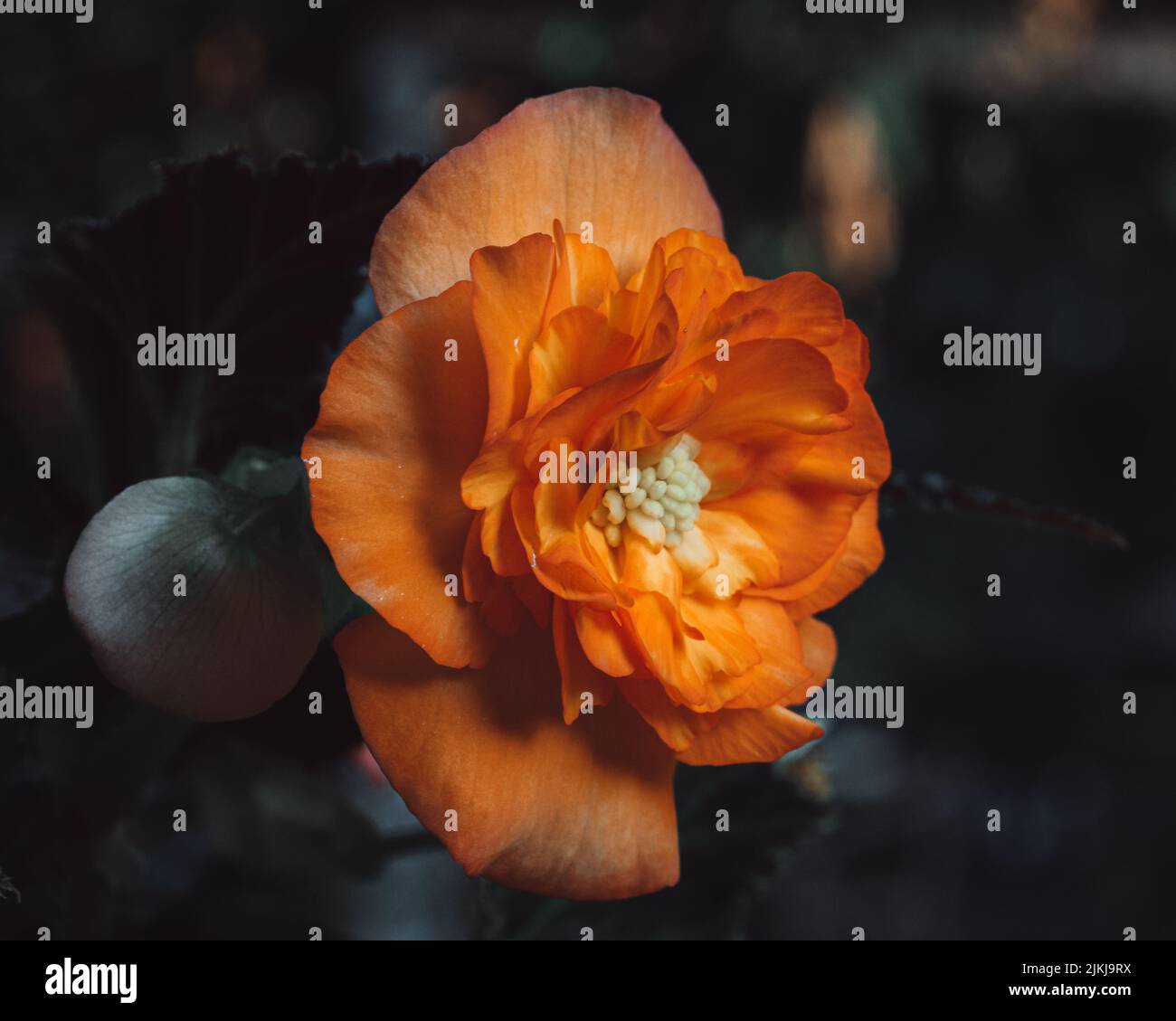 Eine selektive Fokusaufnahme von orangefarbener Frottee-Begonie im Garten Stockfoto